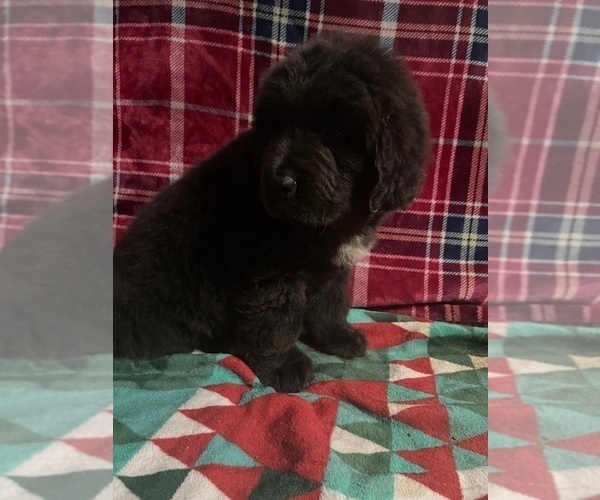 Medium Photo #4 Newfoundland Puppy For Sale in AURORA, IN, USA