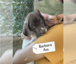 Small Photo #26 Pointer Puppy For Sale in SACRAMENTO, CA, USA