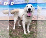 Small #1 Great Pyrenees