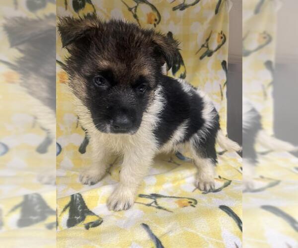 Medium Photo #1 Border Collie-Unknown Mix Puppy For Sale in HESPERIA, CA, USA