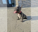 Small Photo #11 French Bulldog Puppy For Sale in CLACKAMAS, OR, USA