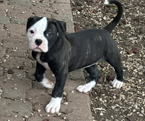 American Bulldog Puppy for sale in DUNCANVILLE, TX, USA