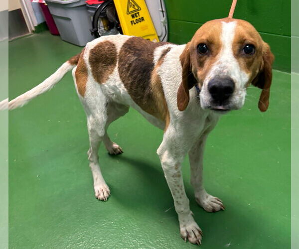 Medium Photo #3 Mutt Puppy For Sale in Rustburg, VA, USA