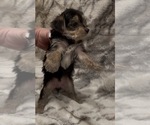 Small #5 Yorkshire Terrier