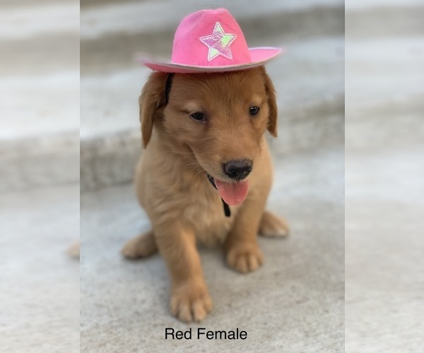 Medium Photo #3 Golden Retriever Puppy For Sale in CATOOSA, OK, USA