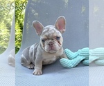 Small #1 French Bulldog