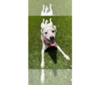 Small #11 Jack Russell Terrier Mix