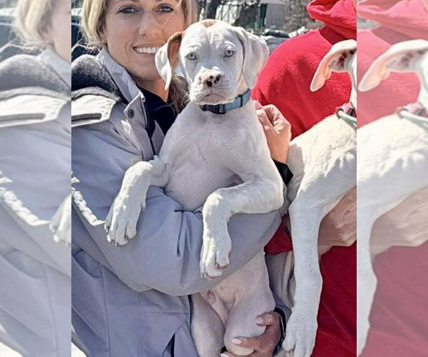 Medium Photo #1 Boxer-Unknown Mix Puppy For Sale in Dumont, NJ, USA