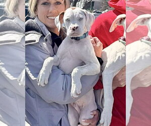 Boxer-Unknown Mix Dogs for adoption in Dumont, NJ, USA