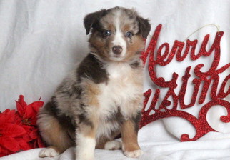 Australian Shepherd Puppy for sale in MOUNT JOY, PA, USA