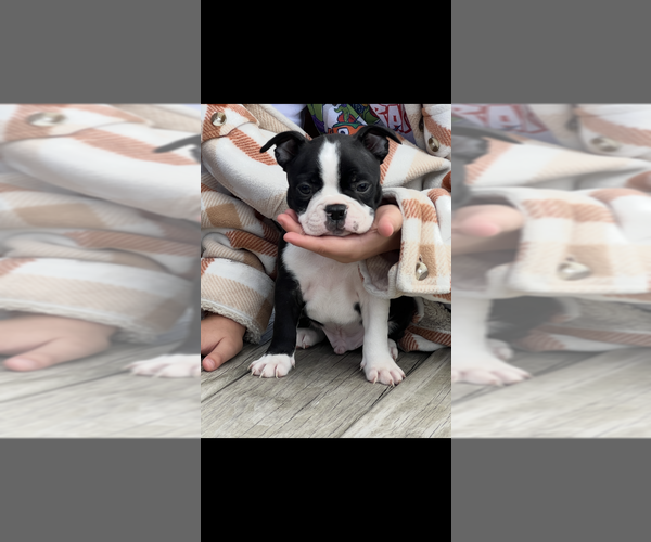 Medium Photo #1 Boston Terrier Puppy For Sale in NILES, MI, USA