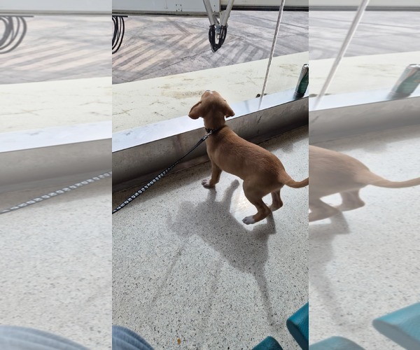 Medium Photo #3 Labrador Retriever-Unknown Mix Puppy For Sale in Sanford, FL, USA