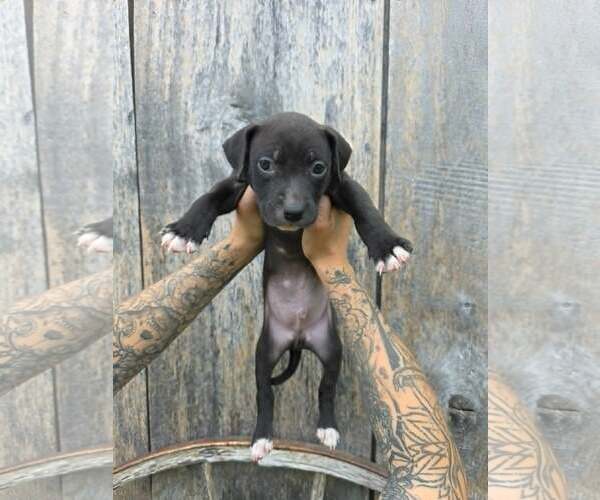 Medium Photo #1 American Pit Bull Terrier-American Staffordshire Terrier Mix Puppy For Sale in Frankenmuth, MI, USA