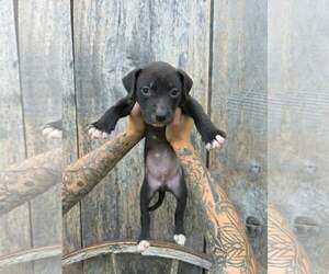American Pit Bull Terrier-American Staffordshire Terrier Mix Dogs for adoption in Frankenmuth, MI, USA
