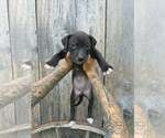 Small American Pit Bull Terrier-American Staffordshire Terrier Mix