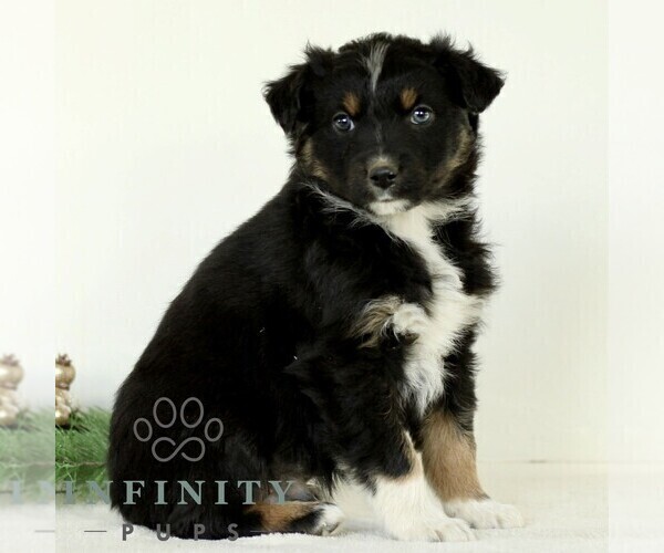Medium Photo #4 Australian Shepherd Puppy For Sale in LANCASTER, PA, USA