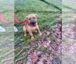 Small Photo #2 Basset Hound-Labrador Retriever Mix Puppy For Sale in Valrico, FL, USA