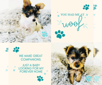 Image preview for Ad Listing. Nickname: Litter of 5