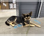Small Photo #4 German Shepherd Dog Puppy For Sale in Reno, NV, USA