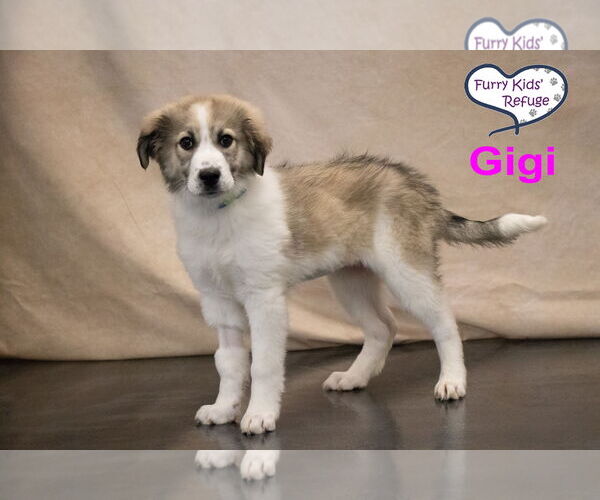 Medium Photo #2 Anatolian Pyrenees Puppy For Sale in Lee's Summit, MO, USA
