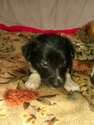 Small Photo #9 Border Collie-Pembroke Welsh Corgi Mix Puppy For Sale in ORCHARD, CO, USA