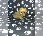 Small Photo #7 Yorkshire Terrier Puppy For Sale in LAPEER, MI, USA