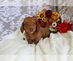 Small #10 Dachshund