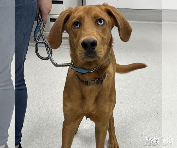 Medium Photo #2 Retriever -Unknown Mix Puppy For Sale in Washington, DC, USA