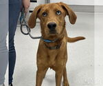 Small #1 Retriever  Mix