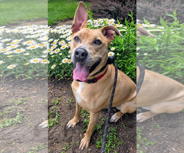 Medium Photo #3 Labrador Retriever-Unknown Mix Puppy For Sale in Rockaway, NJ, USA