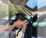 Small German Shepherd Dog Mix