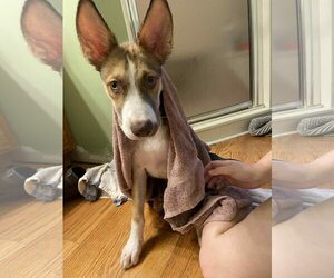 Mutt Dogs for adoption in Greenville, SC, USA