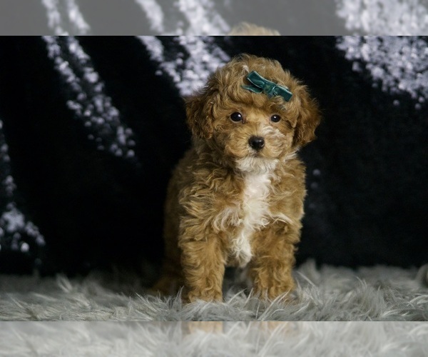 Medium Photo #3 Maltipoo Puppy For Sale in WARSAW, IN, USA