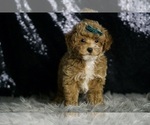 Small #2 Maltipoo