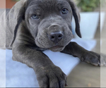 Puppy 1 Cane Corso