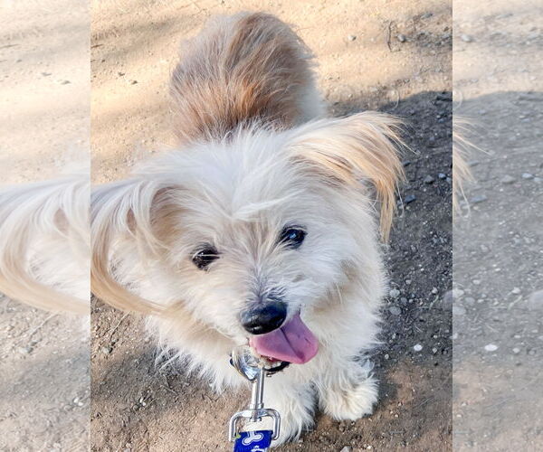 Medium Photo #5 Maltese-Unknown Mix Puppy For Sale in Corona, CA, USA