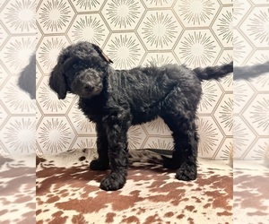 Goldendoodle Puppy for sale in KANSAS CITY, MO, USA