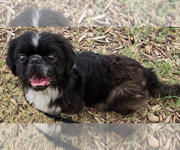 Medium Photo #4 Pekingese Puppy For Sale in San Antonio, TX, USA