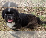 Small #3 Pekingese