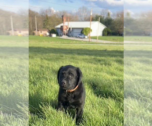 Medium Photo #5 Labrador Retriever Puppy For Sale in FREDERICKSBG, OH, USA