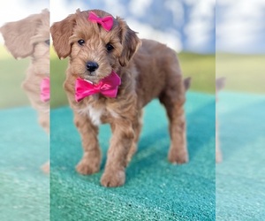 Goldendoodle (Miniature) Puppy for sale in FROSTPROOF, FL, USA