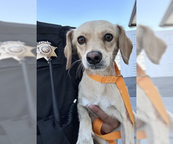 Medium Photo #1 Chihuahua Puppy For Sale in Bakersfield, CA, USA