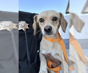 Chihuahua Dogs for adoption in Bakersfield, CA, USA