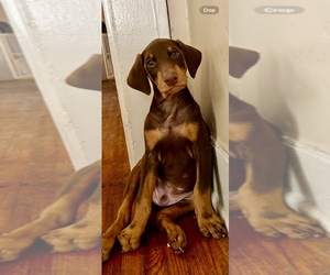 Doberman Pinscher Puppy for sale in HATTIESBURG, MS, USA