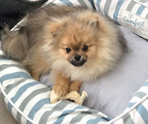 Medium Photo #1 Pomeranian Puppy For Sale in MENIFEE, CA, USA