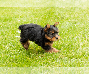 Yorkshire Terrier Puppy for sale in NAPPANEE, IN, USA