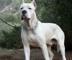 Father of the Dogo Argentino puppies born on 05/25/2021