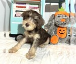 Small #1 Schnoodle (Miniature)