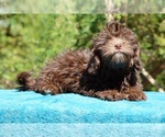 Small #26 ShihPoo