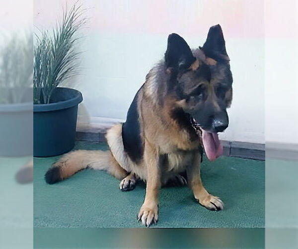 Medium Photo #1 German Shepherd Dog Puppy For Sale in Pasadena, CA, USA